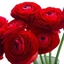 Picture of Ranunculus asiaticus Aviv Red
