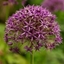 Picture of Allium stipitatum Violet Beauty