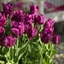 Picture of Tulipa Passionale