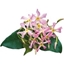 Picture of Trachelospermum asiaticum Pink Showers