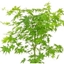 Picture of Acer palmatum Going Green ('Sonkootgre') (PBR)