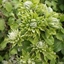 Picture of Clematis Green Passion ('Zo11050') (PBR)