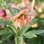 Picture of Helleborus × hybridus Harvington Double Apricot