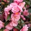 Picture of Camellia Spring Festival (cuspidata hybrid)