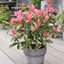 Picture of Photinia serratifolia Pink Crispy ('Oploo5') (PBR)