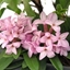 Picture of Daphne × transatlantica Pink Fragrance ('Blapink') (PBR)