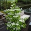 Picture of Viburnum plicatum f. tomentosum Kilimanjaro ('Jww1') (PBR)