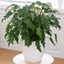 Picture of Philodendron xanadu