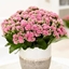 Picture of Kalanchoe blossfeldiana Don Nando (PBR)
