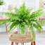 Picture of Nephrolepis exaltata Green Lady
