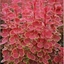 Picture of Berberis thunbergii Orange Sunrise (PBR)