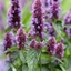 Picture of Agastache Beelicious Purple ('Agapd') (PBR)