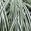Picture of Carex oshimensis Everest ('Fiwhite') (PBR)