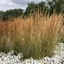 Picture of Calamagrostis × acutiflora Karl Foerster