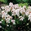 Picture of Bergenia Angel Kiss (Dragonfly Series)