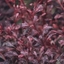 Picture of Berberis thunbergii f. atropurpurea Harlequin