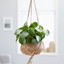 Picture of Kokodama: Pilea peperomioides