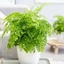 Picture of Adiantum raddianum Fragrantissimum