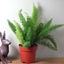 Picture of Asparagus densiflorus Myersii