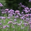 Picture of Verbena bonariensis