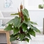 Picture of Philodendron erubescens Red Emerald