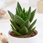 Picture of Aloe mitriformis