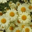 Picture of Anthemis tinctoria E.C. Buxton