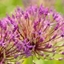 Picture of Allium Purple Rain