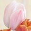 Picture of Tulipa Salmon Van Eijk