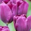 Picture of Tulipa Purple Lady (PBR)