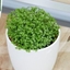 Picture of Selaginella Bottle garden / terrarium plant