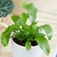 Picture of Asplenium Bottle garden / terrarium plant