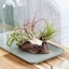 Picture of Tillandsia on bog wood