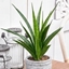 Picture of Sansevieria kirkii Friends