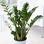 Picture of Zamioculcas zamiifolia