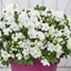 Picture of Rhododendron BloomChampion White (PBR)