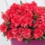 Picture of Rhododendron BloomChampion Red ('RLH1-9P7') (PBR)