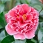 Picture of Camellia japonica Volunteer (PBR)