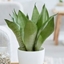 Picture of Sansevieria trifasciata Moonshine