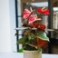 Picture of Anthurium Coral Champion ('Anthdotfan') (PBR)