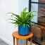Picture of Asplenium antiquum Osaka