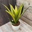 Picture of Sansevieria trifasciata Golden Flame