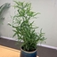 Picture of Asparagus falcatus
