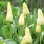 Picture of Tulipa Elegant Lady