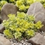 Picture of Sedum takesimense Atlantis ('Nonsitnal') (PBR)