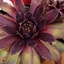 Picture of Sempervivum (Chick Charms®) Cranberry Cocktail
