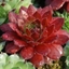 Picture of Sempervivum (Chick Charms®) Cherry Berry