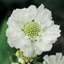Picture of Scabiosa caucasica Perfecta Alba (Perfecta Series)
