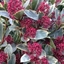 Picture of Skimmia japonica Perosa (PBR)