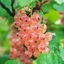 Picture of pinkcurrant Gloire De Sablons
